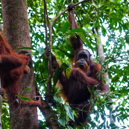 Sumatra Orangutan Discovery Villa Букит Лаванг Екстериор снимка