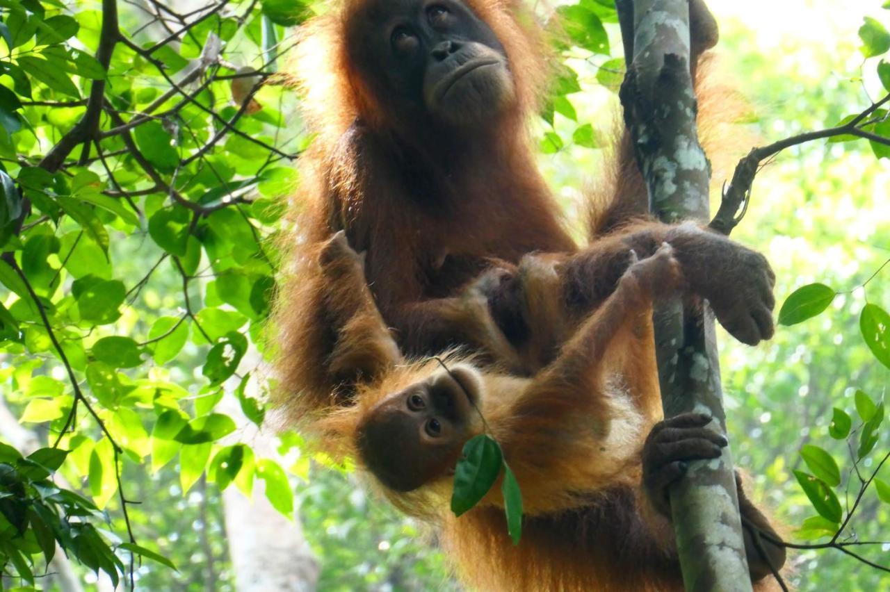 Sumatra Orangutan Discovery Villa Букит Лаванг Екстериор снимка