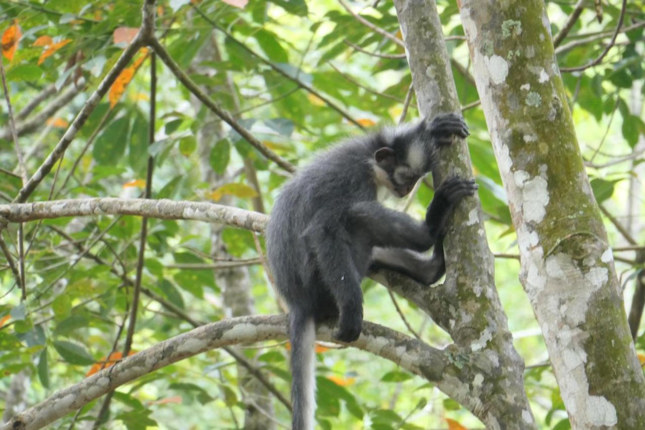 Sumatra Orangutan Discovery Villa Букит Лаванг Екстериор снимка