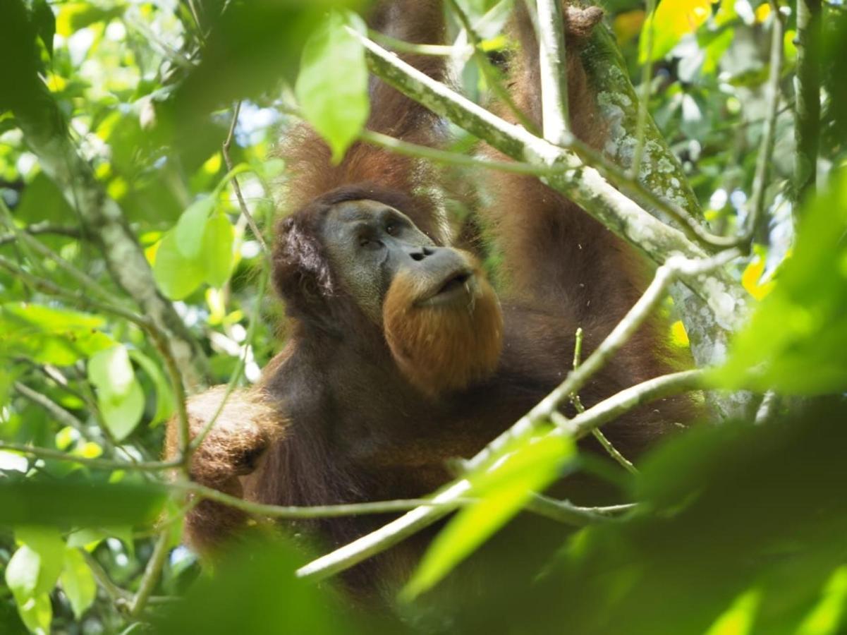 Sumatra Orangutan Discovery Villa Букит Лаванг Екстериор снимка