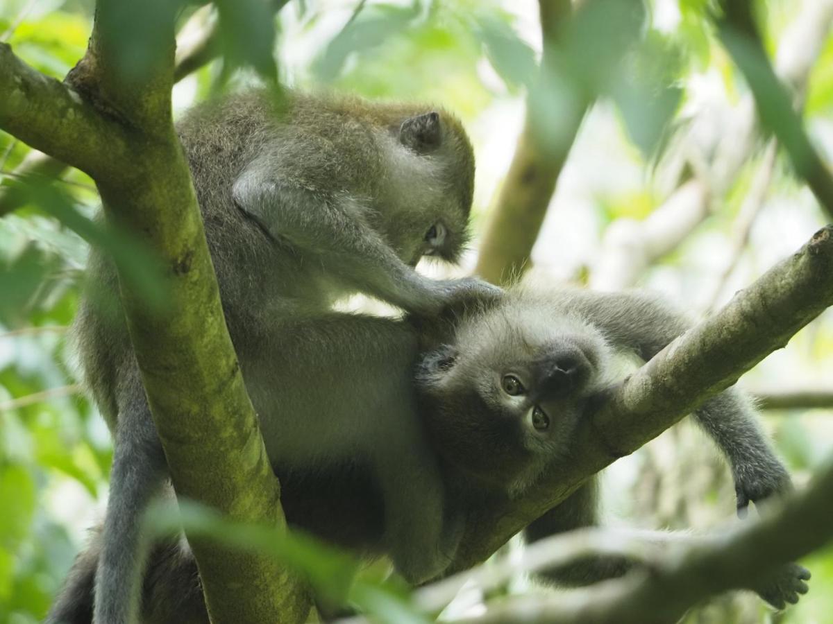 Sumatra Orangutan Discovery Villa Букит Лаванг Екстериор снимка