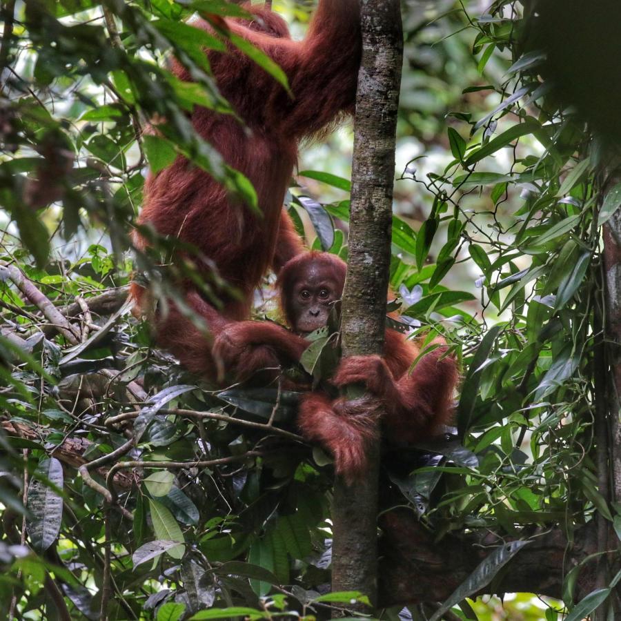 Sumatra Orangutan Discovery Villa Букит Лаванг Екстериор снимка