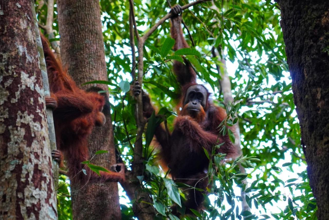 Sumatra Orangutan Discovery Villa Букит Лаванг Екстериор снимка